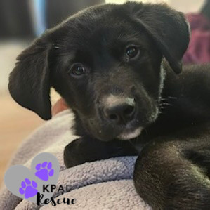 Trombone - Brass Litter, an adoptable Alaskan Malamute, Labrador Retriever in Kenai, AK, 99611 | Photo Image 2