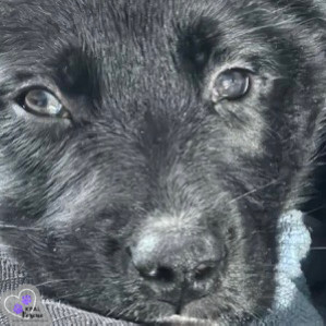 Trombone - Brass Litter, an adoptable Alaskan Malamute, Labrador Retriever in Kenai, AK, 99611 | Photo Image 3
