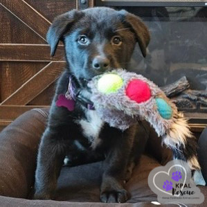 Trombone - Brass Litter, an adoptable Alaskan Malamute, Labrador Retriever in Kenai, AK, 99611 | Photo Image 4