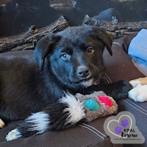 Trombone - Brass Litter, an adoptable Alaskan Malamute, Labrador Retriever in Kenai, AK, 99611 | Photo Image 5