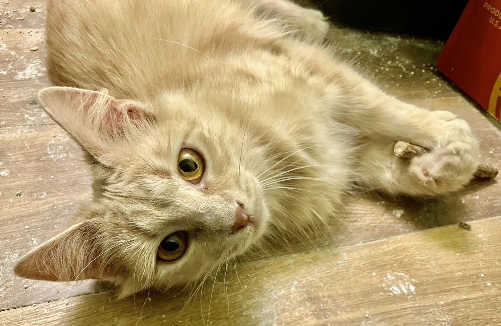 Snapdragon-Semi-Feral