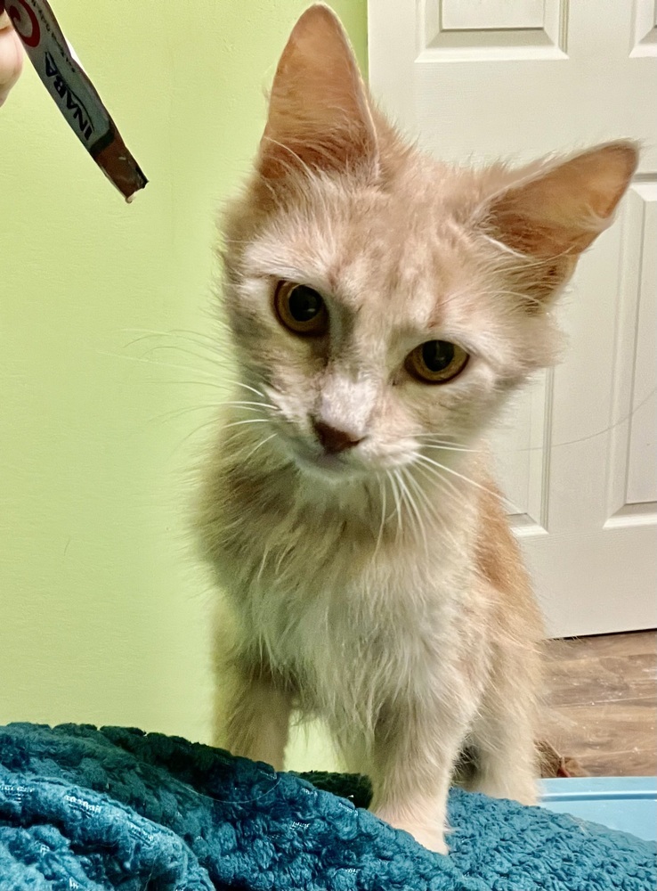 Snapdragon-Semi-Feral
