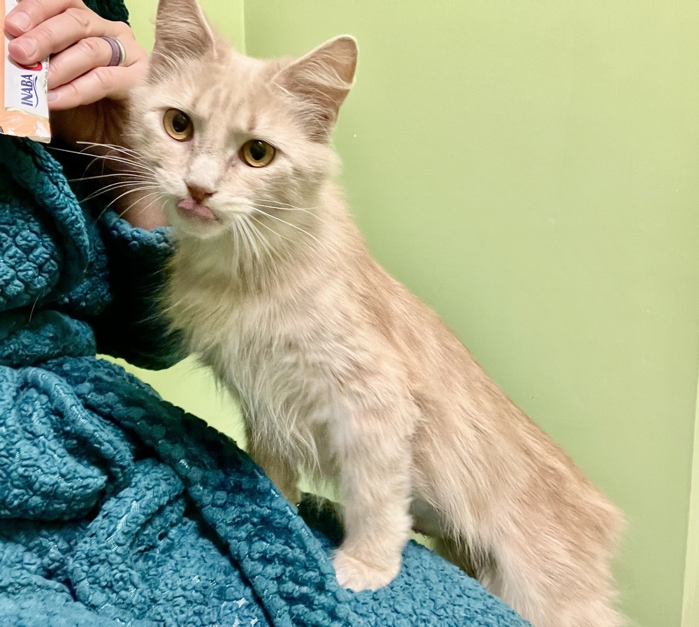 Snapdragon-Semi-Feral