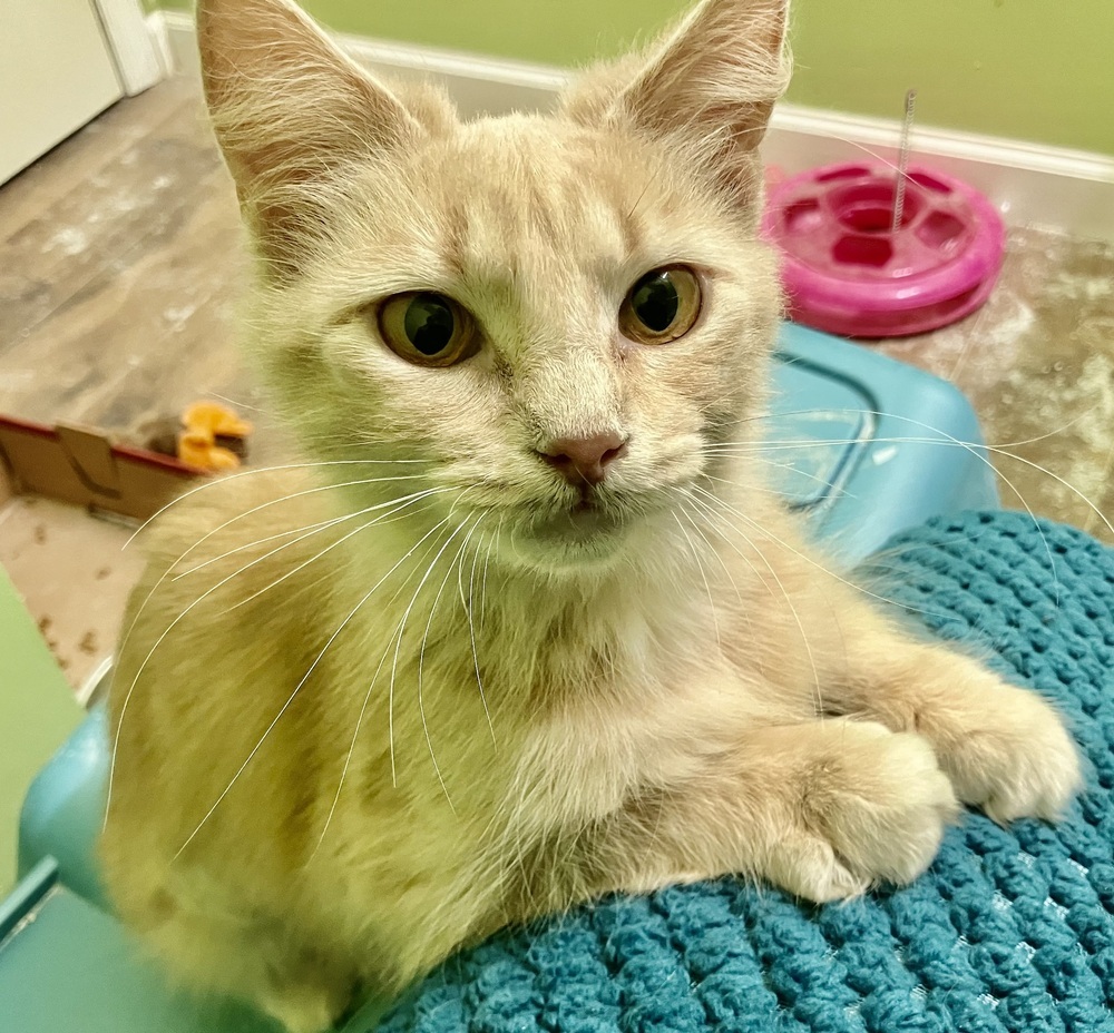 Snapdragon-Semi-Feral