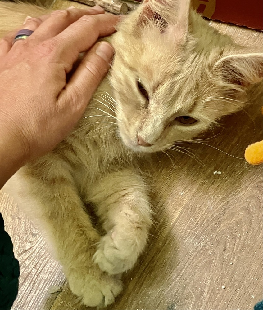 Snapdragon-Semi-Feral