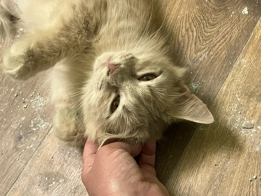 Snapdragon-Semi-Feral