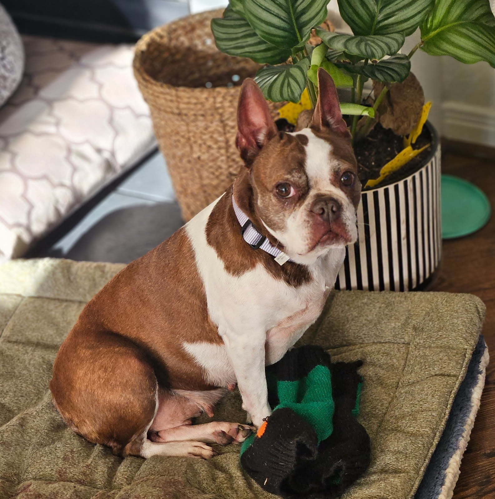 Mia