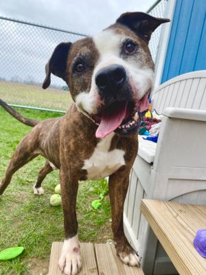 Talon Yrly 93/7, Adult Male Pit Bull Terrier