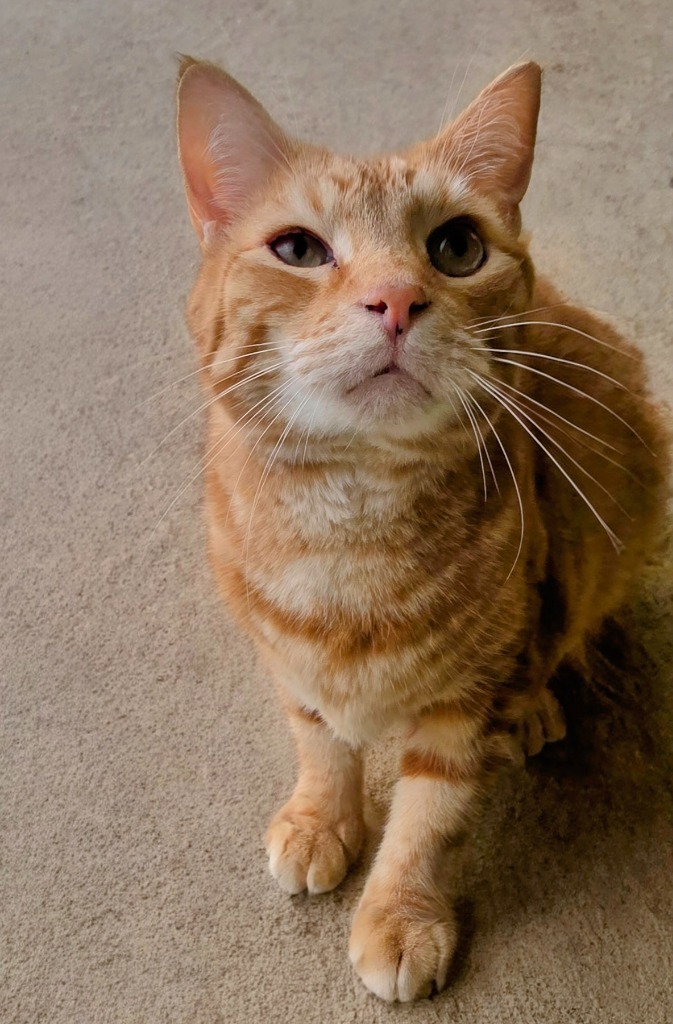 Tigger