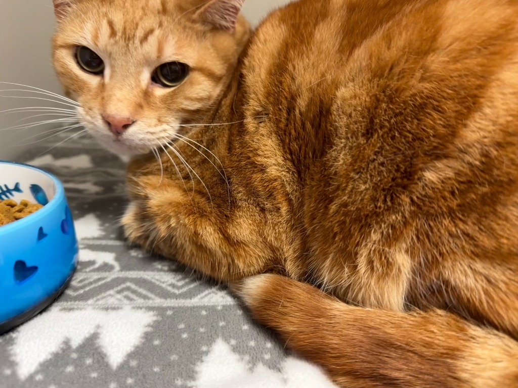 Tigger