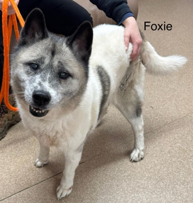 Foxie