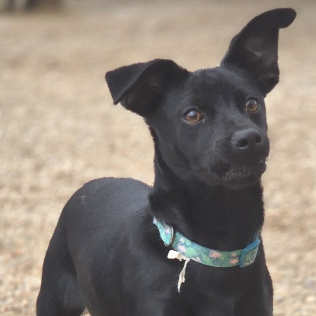 Cavco, an adoptable Chihuahua in Wickenburg, AZ, 85390 | Photo Image 1