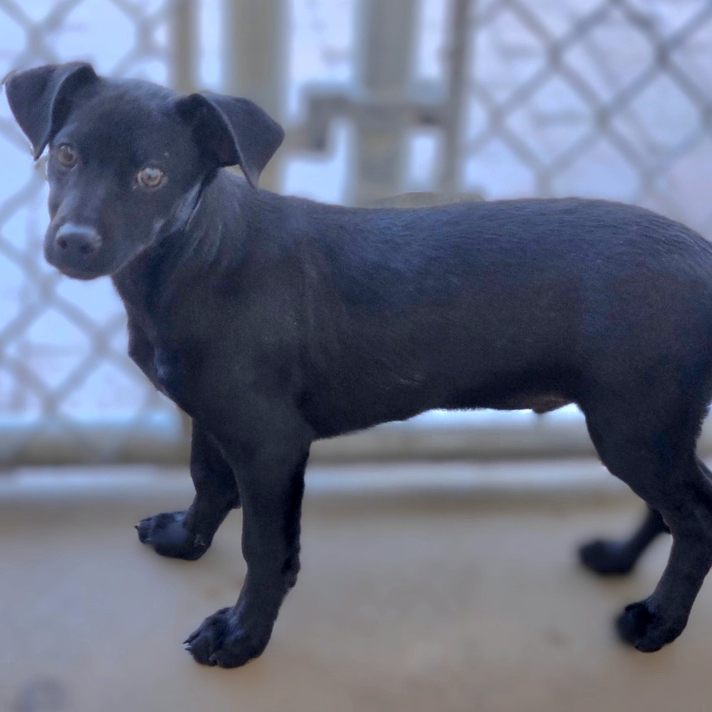 Cavco, an adoptable Chihuahua in Wickenburg, AZ, 85390 | Photo Image 3