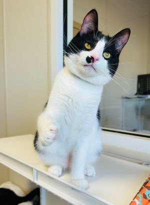 Wakko, Young Male Domestic Short Hair