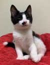 Wakko photo 3
