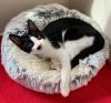 Wakko photo 4
