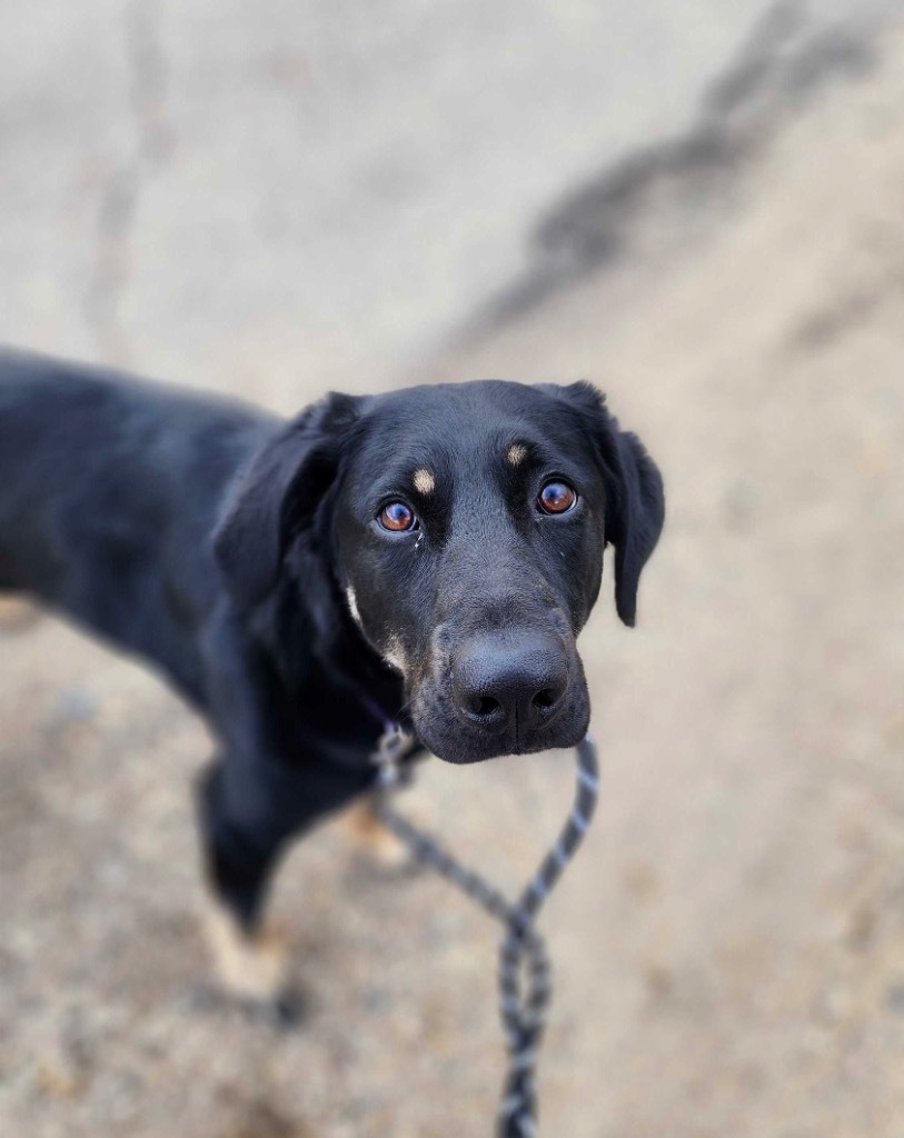 Courage, an adoptable Mixed Breed in Minot, ND, 58702 | Photo Image 1