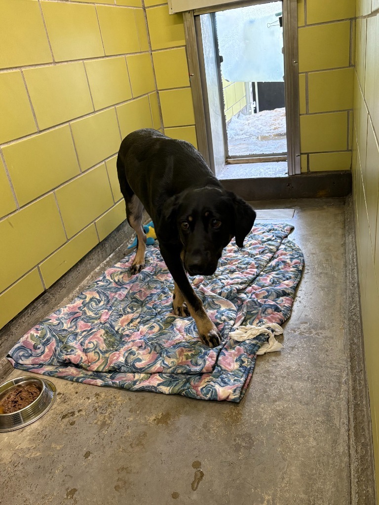Courage, an adoptable Mixed Breed in Minot, ND, 58702 | Photo Image 2