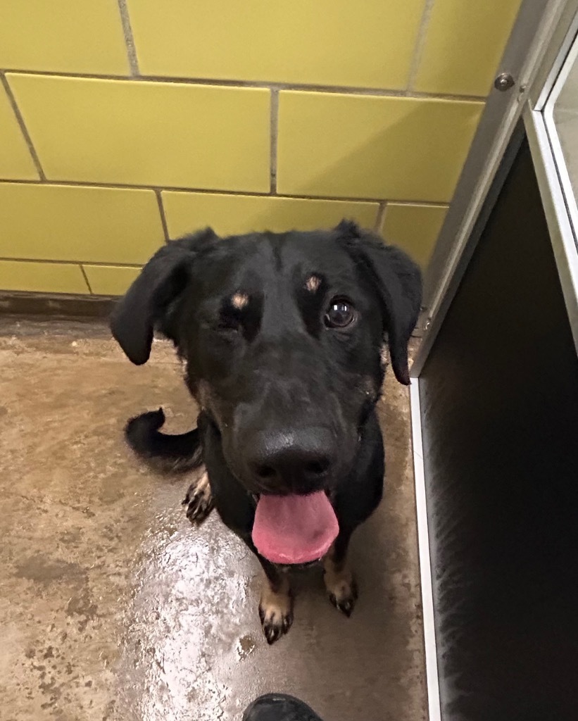 Courage, an adoptable Mixed Breed in Minot, ND, 58702 | Photo Image 3