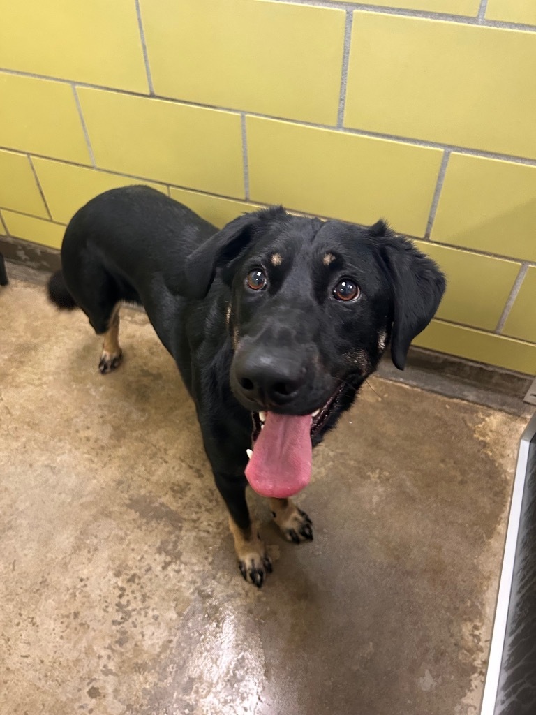 Courage, an adoptable Mixed Breed in Minot, ND, 58702 | Photo Image 4