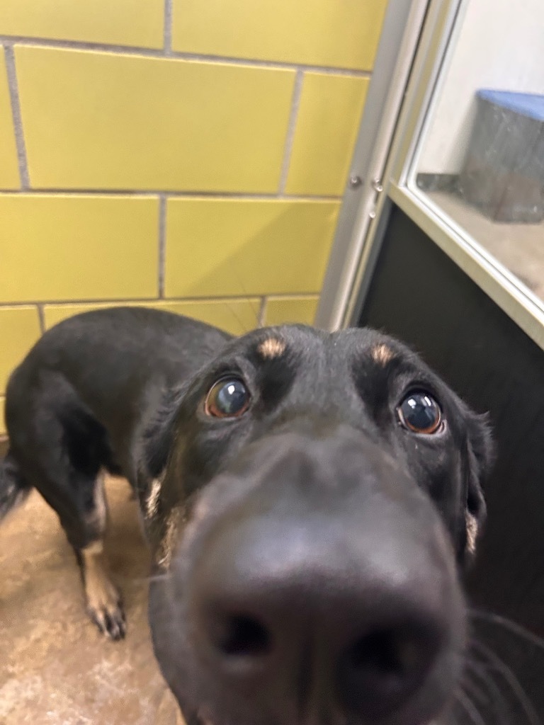 Courage, an adoptable Mixed Breed in Minot, ND, 58702 | Photo Image 5