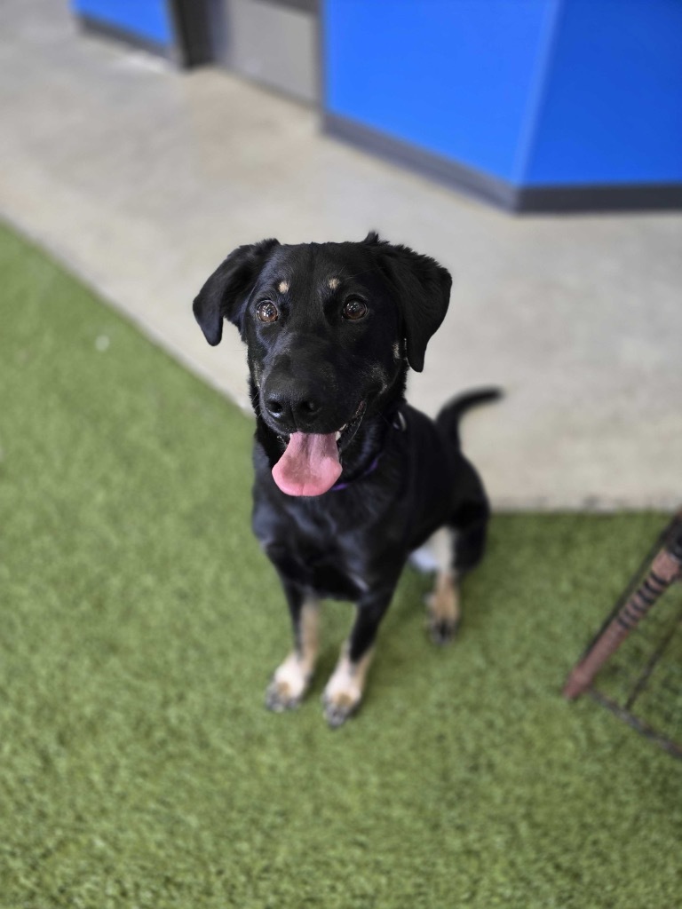 Courage, an adoptable Mixed Breed in Minot, ND, 58702 | Photo Image 6