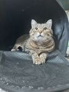 Skitty photo 1