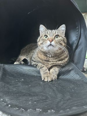 Skitty, Adult Female Domestic Short Hair