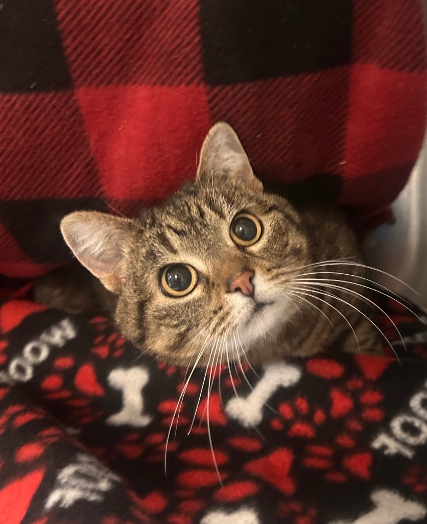 Skitty, an adoptable Domestic Short Hair in Minot, ND, 58702 | Photo Image 1