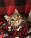 Skitty photo 2