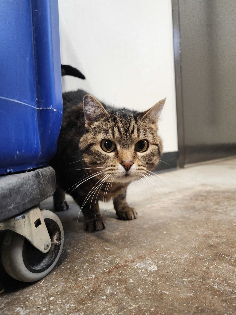 Skitty, an adoptable Domestic Short Hair in Minot, ND, 58702 | Photo Image 2