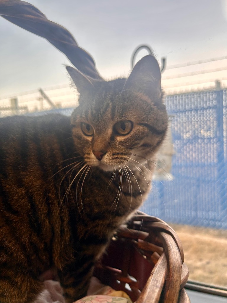 Skitty, an adoptable Domestic Short Hair in Minot, ND, 58702 | Photo Image 3
