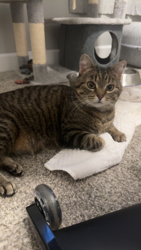 Skitty, an adoptable Domestic Short Hair in Minot, ND, 58702 | Photo Image 4