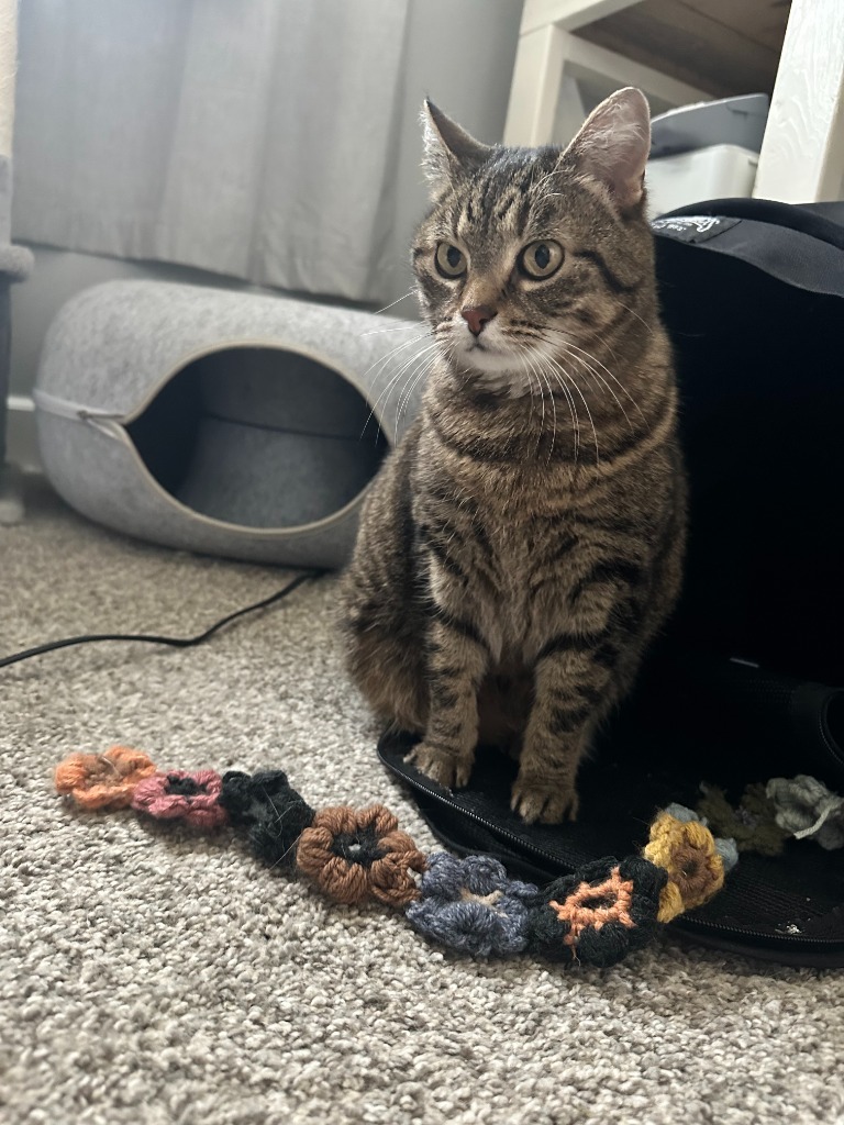 Skitty, an adoptable Domestic Short Hair in Minot, ND, 58702 | Photo Image 5