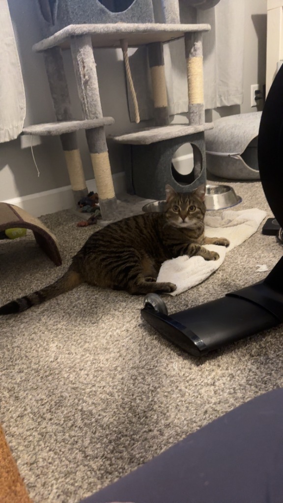 Skitty, an adoptable Domestic Short Hair in Minot, ND, 58702 | Photo Image 6