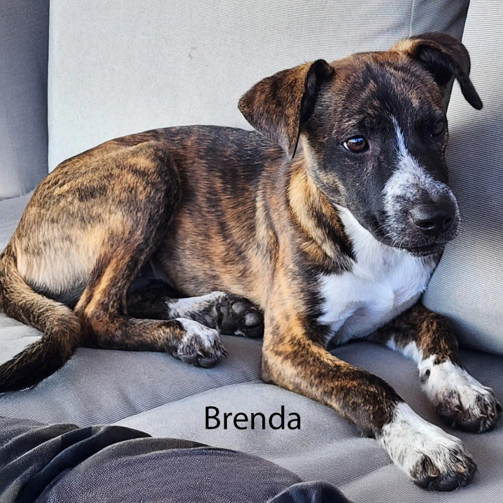 Brenda