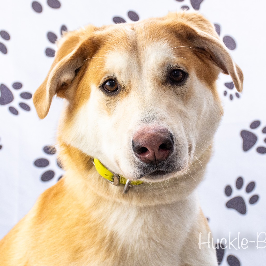 Poncho, an adoptable Yellow Labrador Retriever, Husky in Idaho Falls, ID, 83402 | Photo Image 1