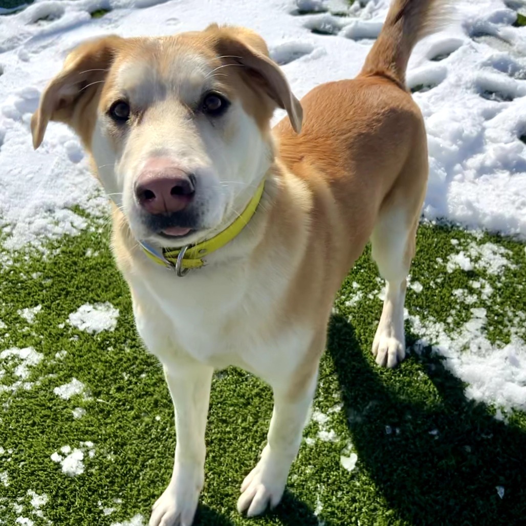Poncho, an adoptable Yellow Labrador Retriever, Husky in Idaho Falls, ID, 83402 | Photo Image 2