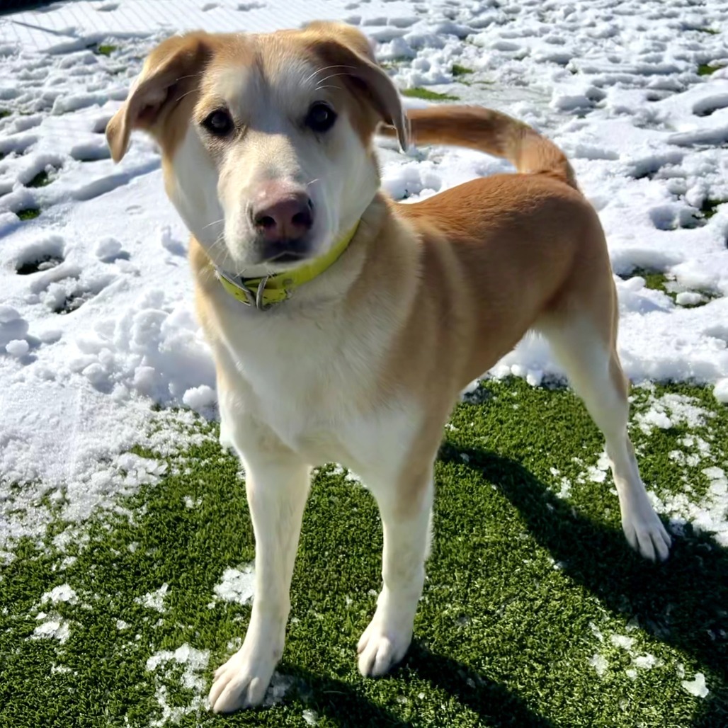 Poncho, an adoptable Yellow Labrador Retriever, Husky in Idaho Falls, ID, 83402 | Photo Image 3