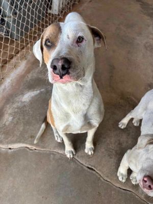 Dallas, Adult Male Pit Bull Terrier