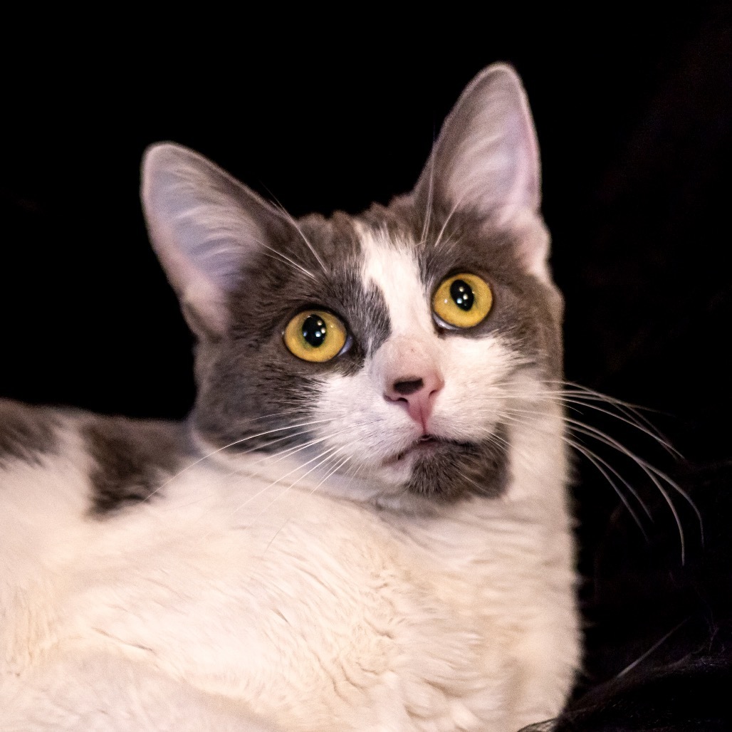 Sansa (bonded to Arya)
