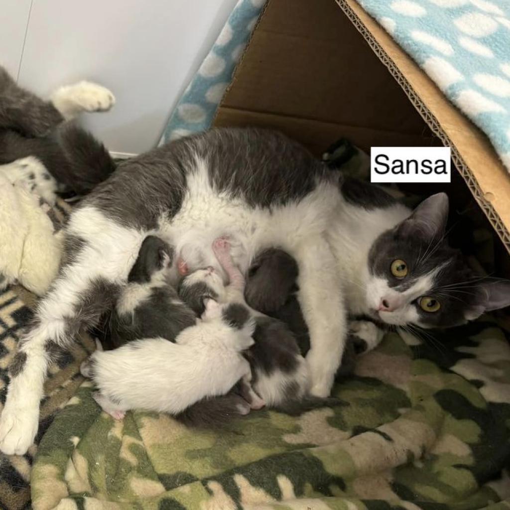 Sansa (bonded to Arya)