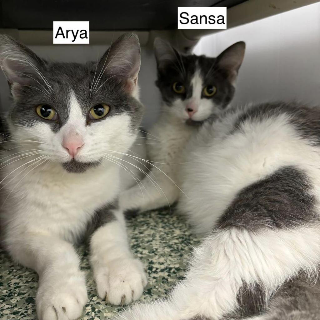 Sansa (bonded to Arya)