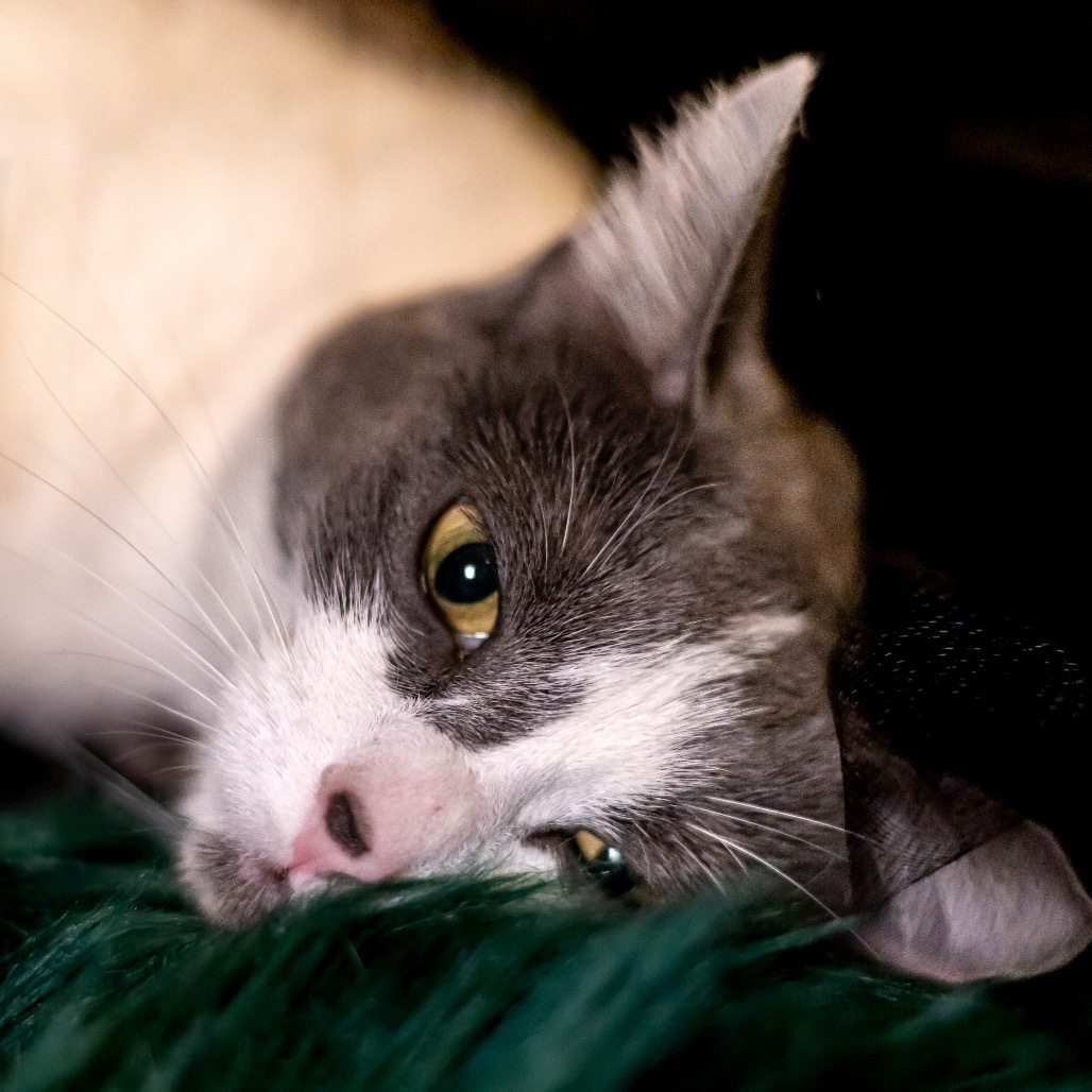 Sansa (bonded to Arya)