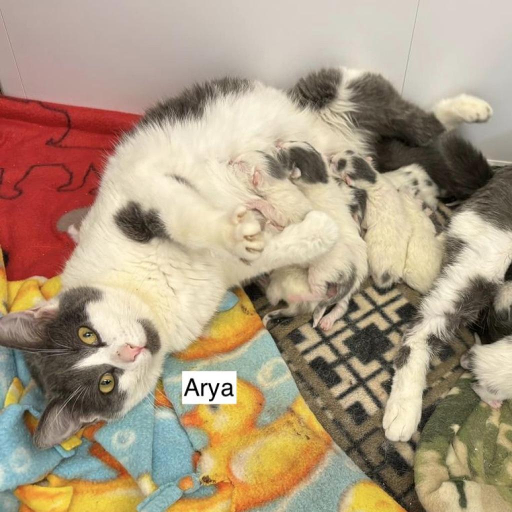 Arya (bonded to Sansa)