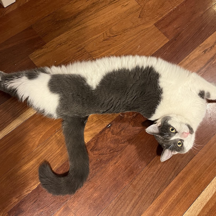 Arya (bonded to Sansa)