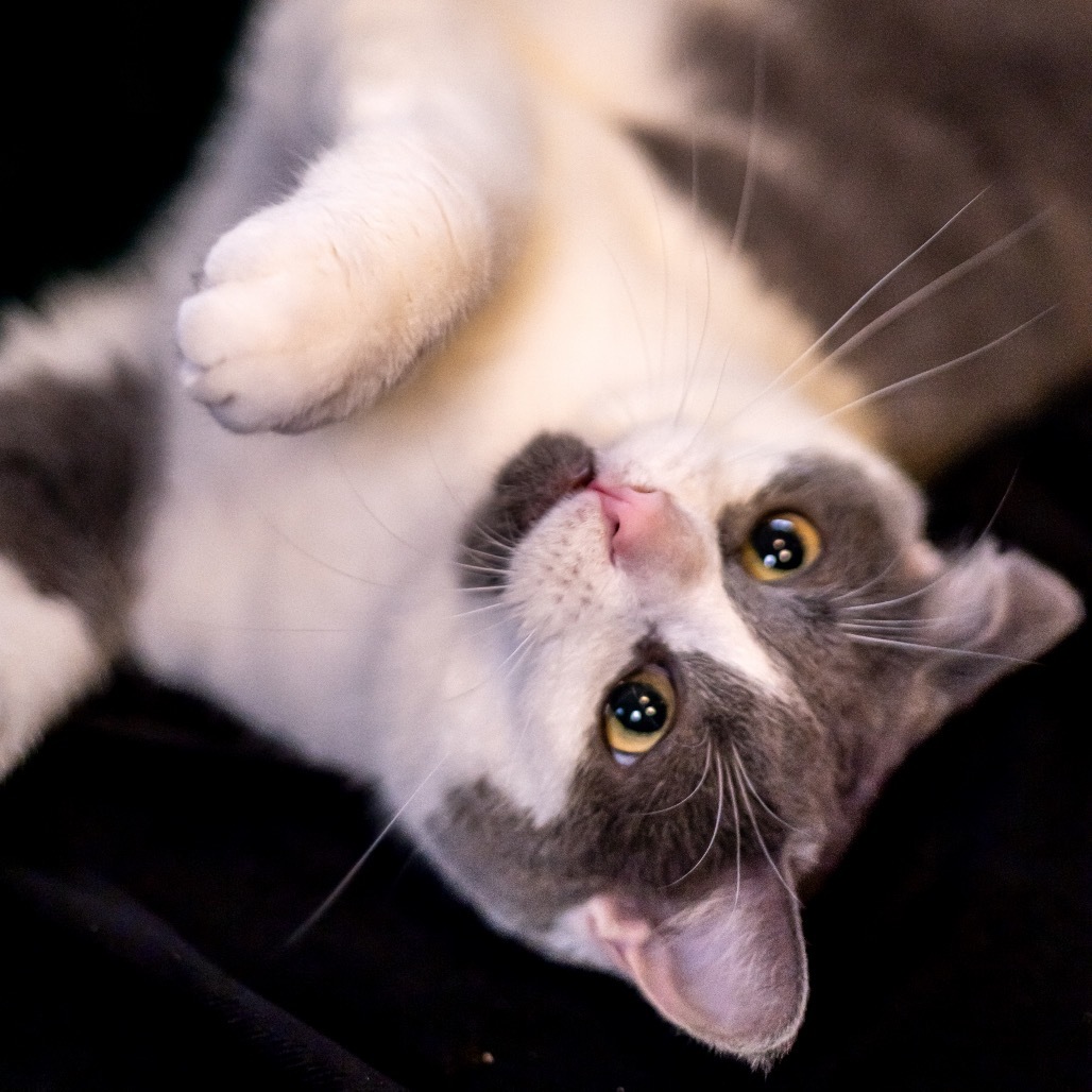Arya (bonded to Sansa)