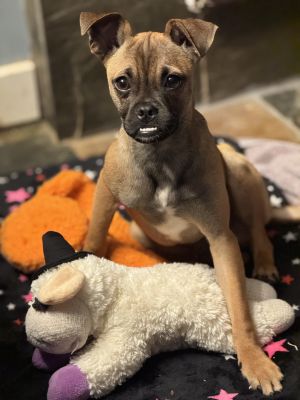 Meet Titos Saketini Titos Saketini would do best with another dog in the home and no little kids