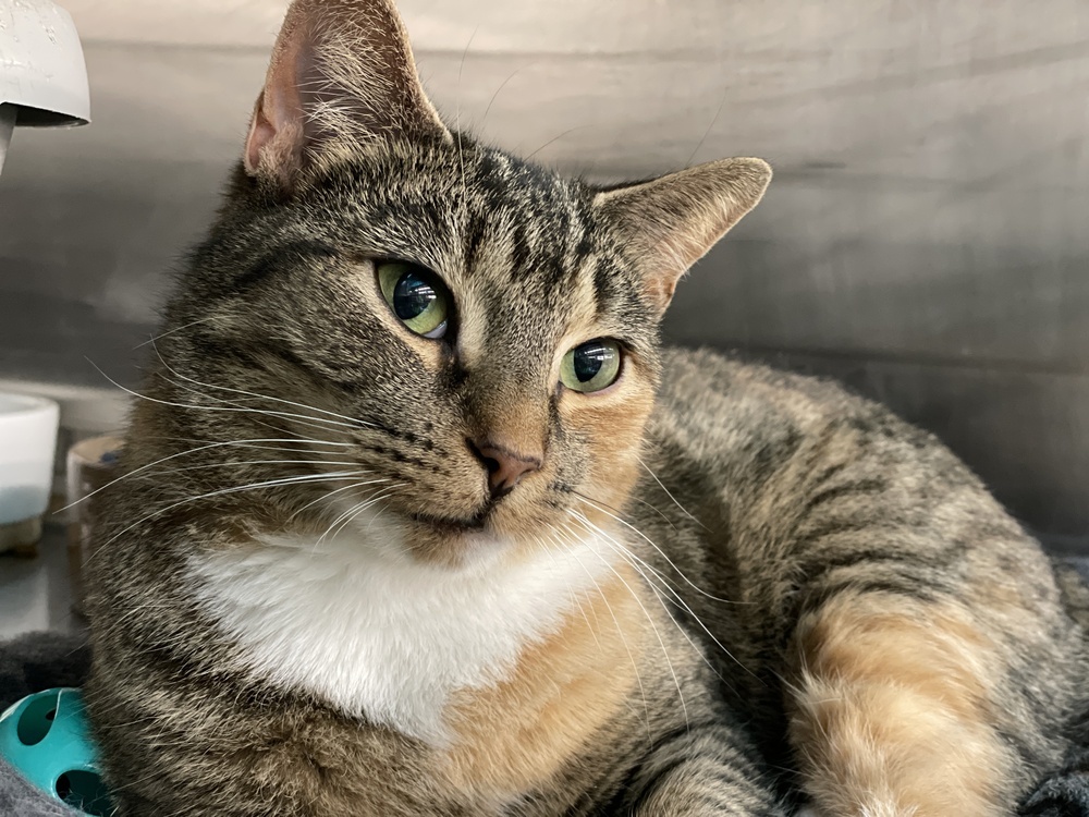 Tabitha