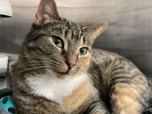 Tabitha